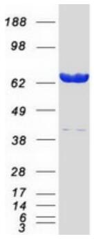 Coomassie blue staining of purified LMNA protein.